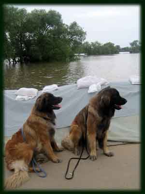 Hochwasser2013