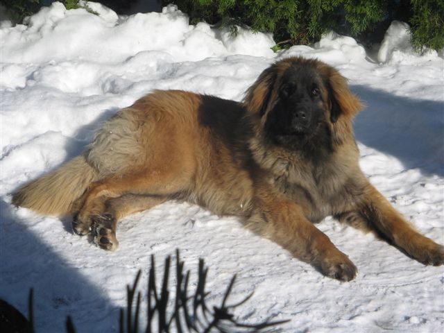 Hunde Ela Winter 040